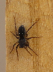Zoicinae