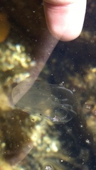 Bolinopsis microptera