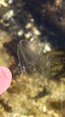 Bolinopsis microptera