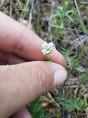 Plectritis congesta brachystemon