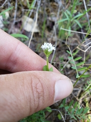 Plectritis congesta brachystemon