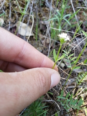 Plectritis congesta brachystemon