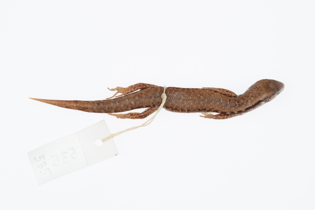 Coromandel Skink