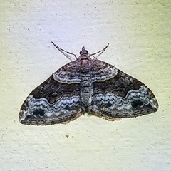 Xanthorhoe defensaria