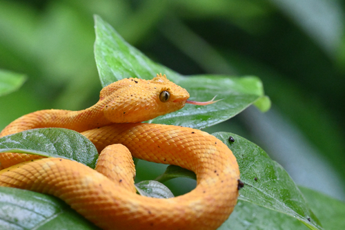 Central American Eyelash-Viper