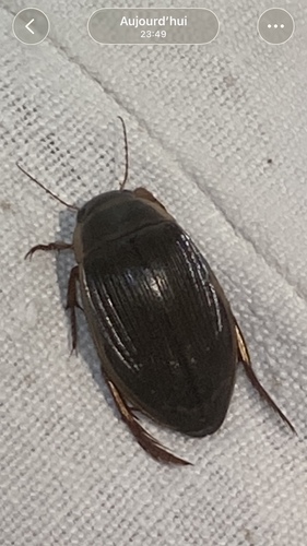 Great Diving Beetle