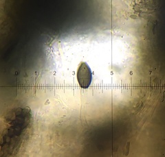 Cercophora silvatica