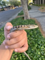 Elgaria multicarinata