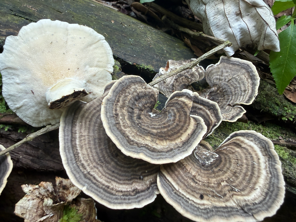 Trametes menziesii