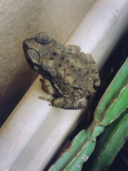 Duttaphrynus melanostictus