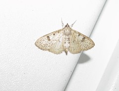 Palpita illibalis