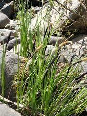 Carex nudata