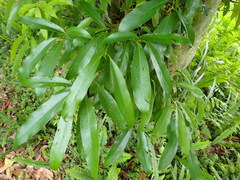 Machilus japonica