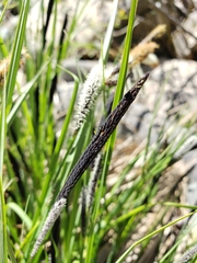 Carex nudata