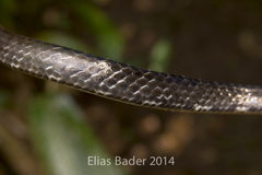 Chironius grandisquamis