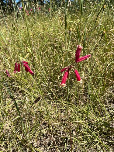 Dichelostemma ida-maia, photograph 3