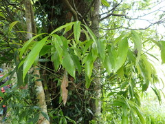 Machilus japonica