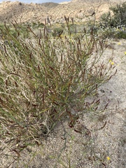 Stillingia linearifolia