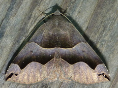 Gondysia