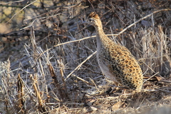 Nothoprocta perdicaria