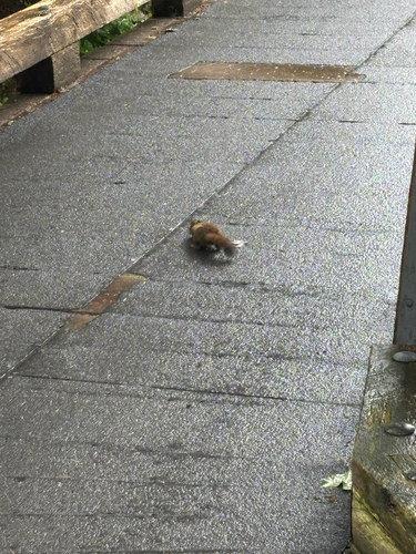 American Red Squirrel