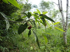 Machilus thunbergii