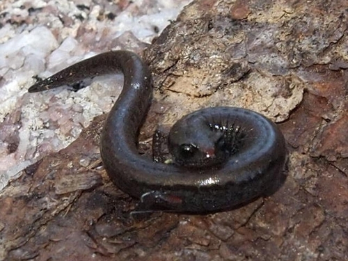 Santa Lucia Mountains Slender Salamander