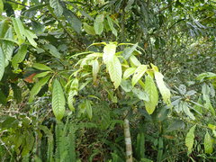 Lithocarpus brevicaudatus