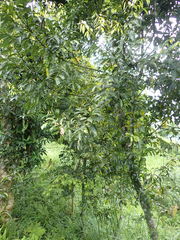 Cinnamomum osmophloeum