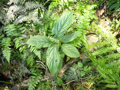 Paraphlomis javanica