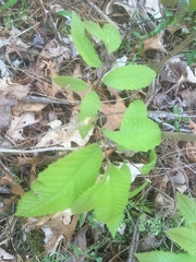 Castanea pumila