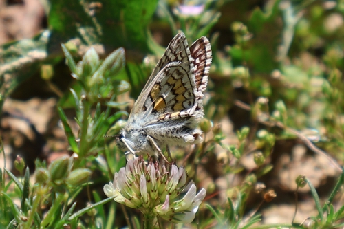 Yellow-banded Skipper