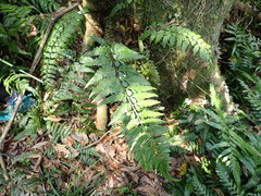 Asplenium cuneatiforme