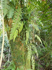 Asplenium pseudolaserpitiifolium