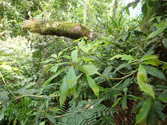 Machilus japonica