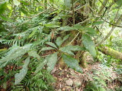 Machilus japonica