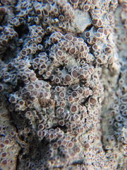 Rinodina ascociscana