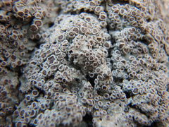 Rinodina ascociscana