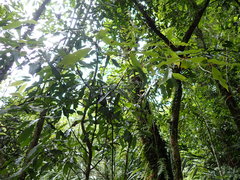 Machilus japonica