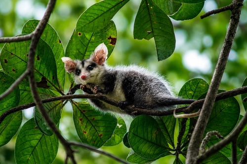 White-eared Opossum