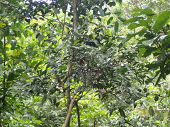 Castanopsis carlesii