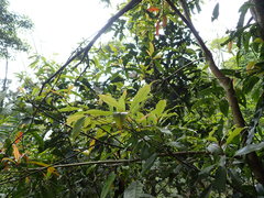 Machilus japonica