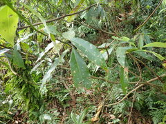 Machilus japonica
