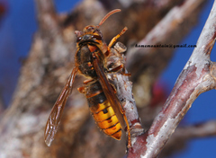 Vespula koreensis