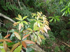Machilus japonica