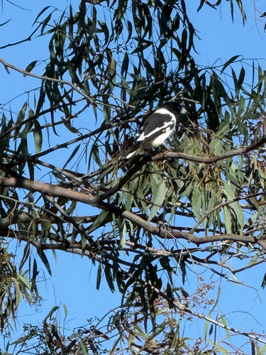 Pied Butcherbird
