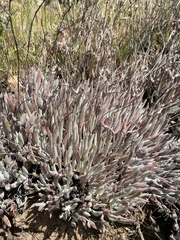 Dudleya attenuata