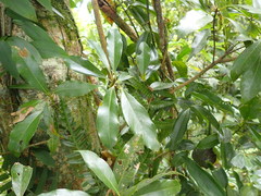 Machilus japonica