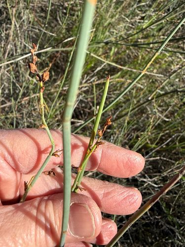 Tangled Lignum