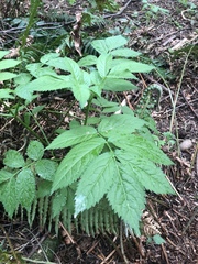 Aruncus dioicus